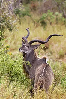Tragelaphus: Greater Kudu