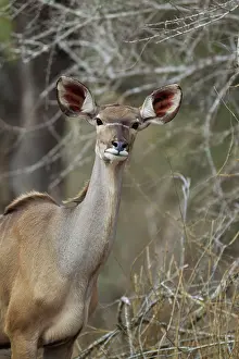 Tragelaphus: Greater Kudu
