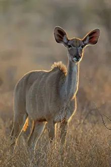Tragelaphus: Greater Kudu