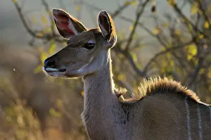 Tragelaphus: Greater Kudu