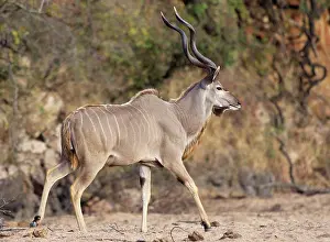 Tragelaphus: Greater Kudu