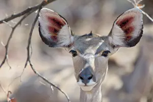 Tragelaphus: Greater Kudu
