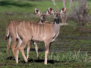 Tragelaphus: Greater Kudu