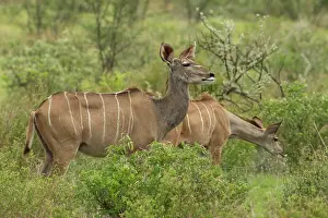 Kudu: Greater Kudu