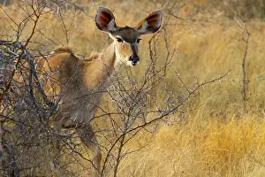 Tragelaphus: Greater Kudu