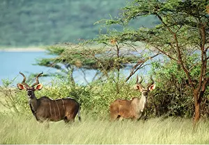Kudus: GREATER KUDU