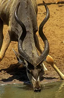 Kudus: Greater Kudu - bull with snare on neck