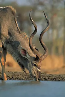 Kudus: Greater Kudu - Drinking