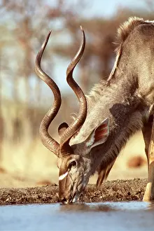 Bucks: GREATER KUDU - drinking at waterhole male