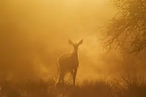 Tragelaphus: Greater Kudu - female in the early morning - Kalahari