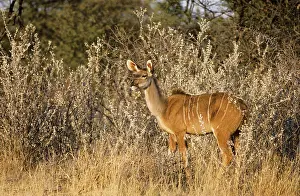 Kudus: Greater Kudu - female in the evening