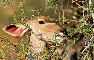Kudus: Greater KUDU - female, feeding