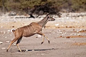Kudus: Greater Kudu - female running
