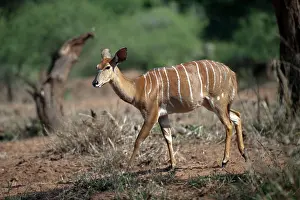 Tragelaphus: Greater Kudu female walking