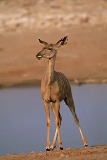 Strepsiceros: Greater Kudu - Female at waterhole