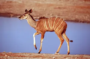 Survival: GREATER KUDU - Female at waterhole, alarm stamping
