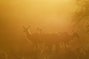 Tragelaphus: Greater Kudu - females in the early morning - Kalahari