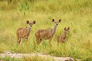 Tragelaphus: Greater Kudu - Two females with one young approaching