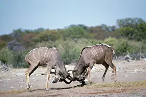 Kudus: Greater Kudu - fighting