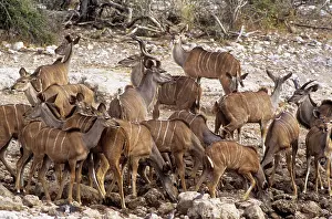 Kudus: Greater KUDU - group