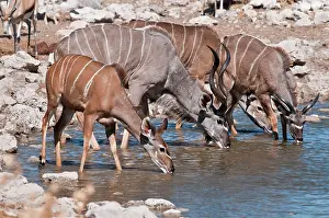Kudus: Greater kudu - group drinking at water hole