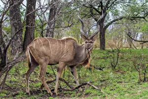 Tragelaphus: Greater kudu in Kruger National park, South Africa