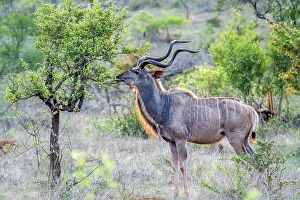 Tragelaphus: Greater kudu in Kruger National park, South Africa