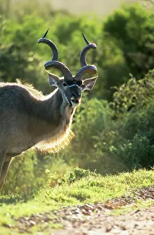 Kudus: Greater KUDU - male