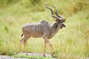Tragelaphus: Greater Kudu - Male