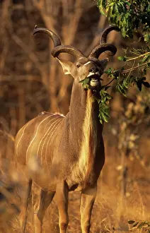 Kudus: Greater KUDU - Male eating leaves