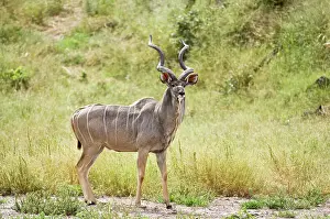 Tragelaphus: Greater Kudu - Male standing at approach to water hole