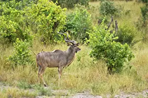 Tragelaphus: Greater Kudu - Male standing at edge of scrub