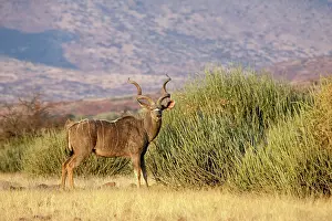 Spiral: Greater kudu male stands in front of euphorbia