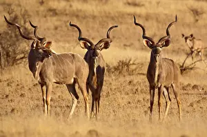 Tragelaphus: Greater Kudu - three males standing