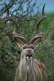 Tragelaphus: Greater kudu (Tragelaphus strepsiceros), male, Etosha