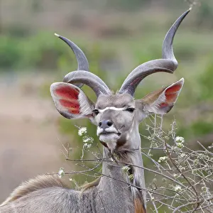 Tragelaphus: Greater kudu (Tragelaphus strepsiceros), adult male