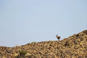 Remote: Greater Kudu (Tragelaphus strepsiceros)