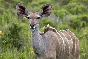 Tragelaphus: Greater kudu (Tragelaphus strepsiceros) close-up