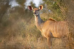 Antelopes: Greater kudu (Tragelaphus strepsiceros) in dry grass