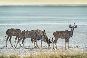 Tragelaphus: Greater kudu (Tragelaphus strepsiceros), a group