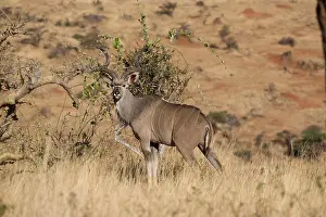 Tragelaphus: One Greater kudu, Tragelaphus strepsiceros, Lewa