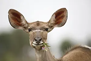 Chewing: Greater Kudu (Tragelaphus strepsiceros) portrai
