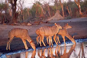 Kudus: Greater Kudu - four by water