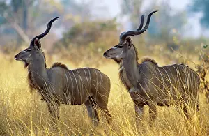Kudus: GREATER KUDU - x two males