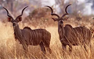 Antelopes: GREATER KUDU - x two males