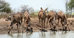 Malilangwe: Greater Kudus adult female drinking from water hole