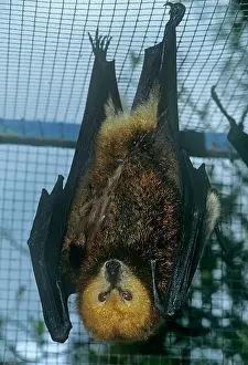 Mascarene: Greater Mascarene Flying Fox / Mauritius fruit Bat