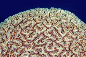 Wreck: Greater Maze Coral - Boga Wreck dive site, Tulamben