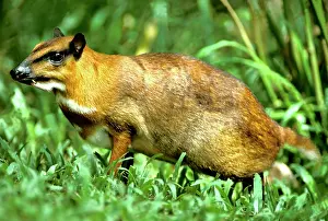 Tragulus: Greater mouse-deer - a nocturnal species