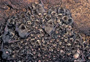 Myotis: Greater Mouse-eared Bat - At the top of a cave